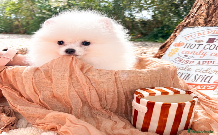 Pomerania perros - Anuncio 1