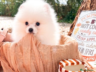 Pomerania perros - Anuncio 3