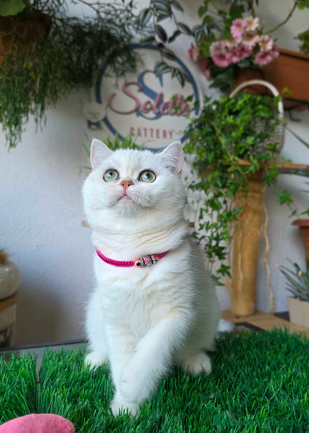 Británico de Pelo Corto gatos en venta: British  - Imagen 3