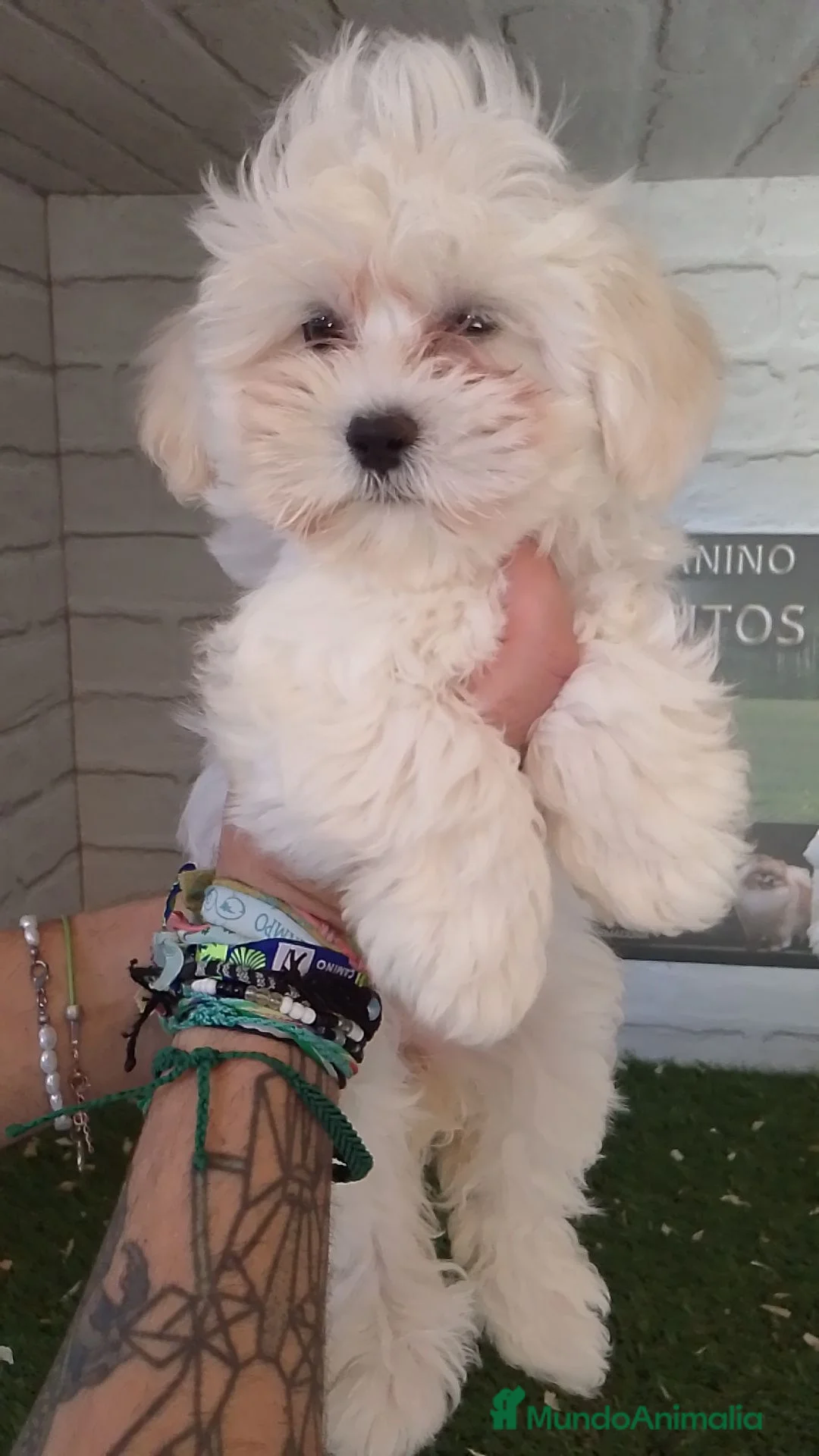 Maltipoo perros en venta: Maltipoo  - Anuncio 1