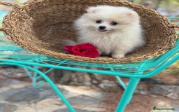 Pomerania perros en venta: Pomerania Mscho listo para entregar  - Imagen 4