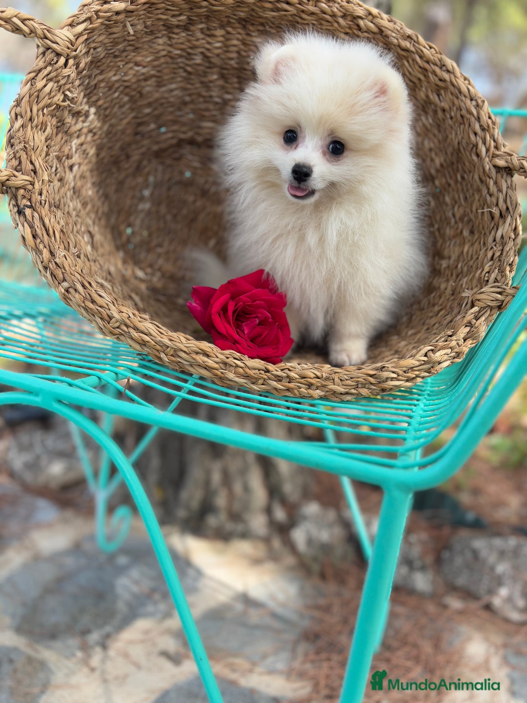 Pomerania perros en venta: Pomerania Mscho listo para entregar  - Imagen 4