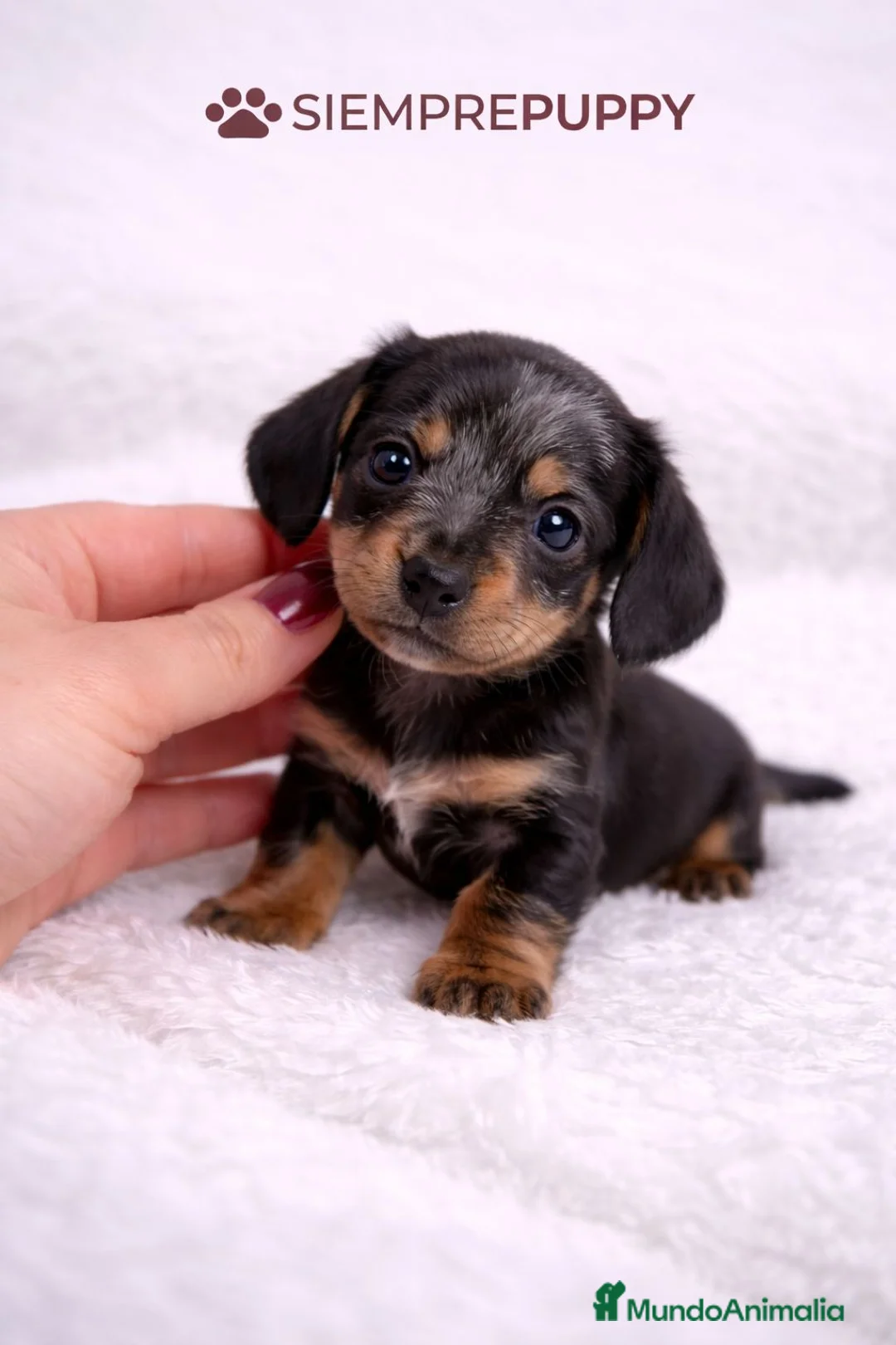 Teckel Miniatura perros en venta: TECKEL KANINCHEN ARLEQUÍN - Anuncio 2