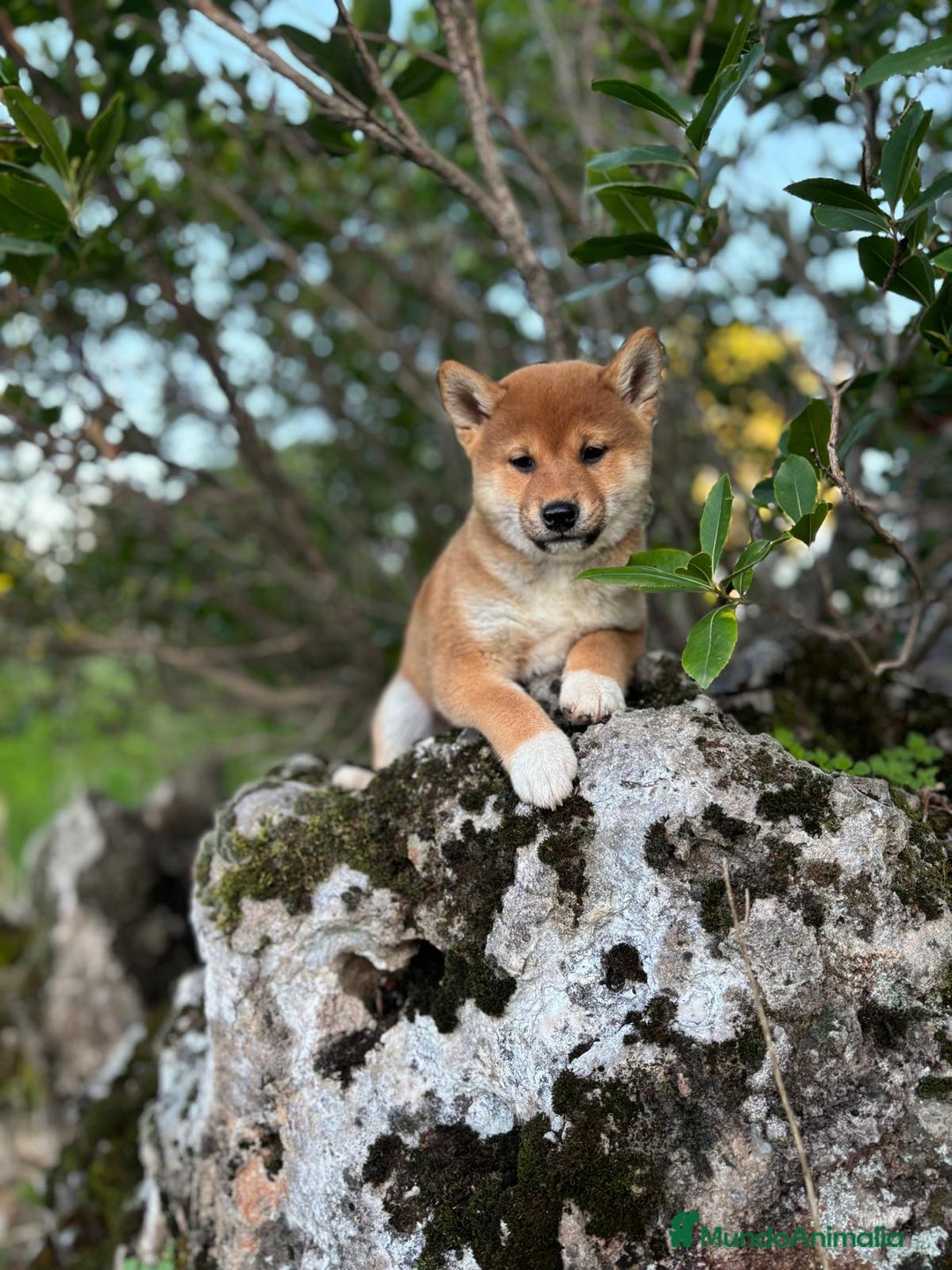 Shiba Inu perros en venta: Shiba Inu hembra disponible  - Imagen 5