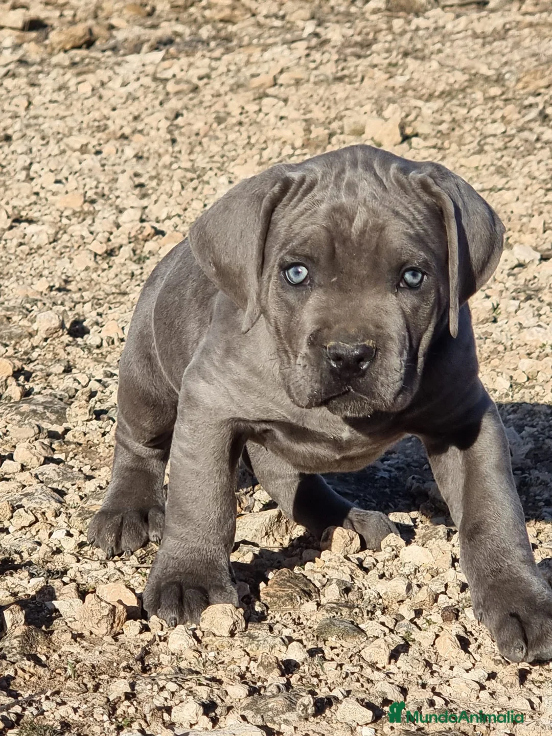 Cane Corso perros en venta: Cachorros de Cane Corso - Anuncio 1