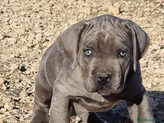 Cane Corso perros Cachorros de Cane Corso - Anuncio 1