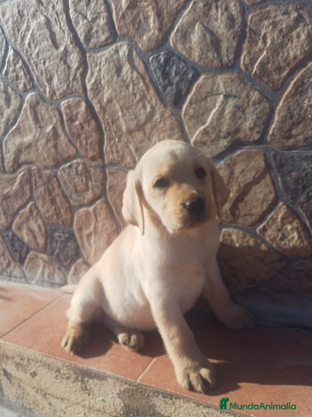 Labrador Retriever perros en venta: Labrador retriever dorado  - Anuncio 1
