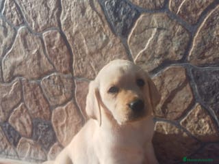 Labrador Retriever perros Labrador retriever dorado - Anuncio 7