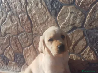 Labrador Retriever perros Labrador retriever dorado - Anuncio 16