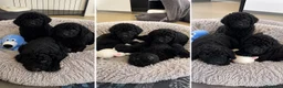 Perro de Agua Español perros en venta: PERRO DE AGUA ( ENVIO GRATIS )  - Anuncio 1