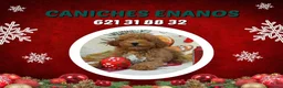 Caniche Toy perros en venta: IMPRECIONANTES  CANICHES  ROJO  TOY  - Anuncio 17