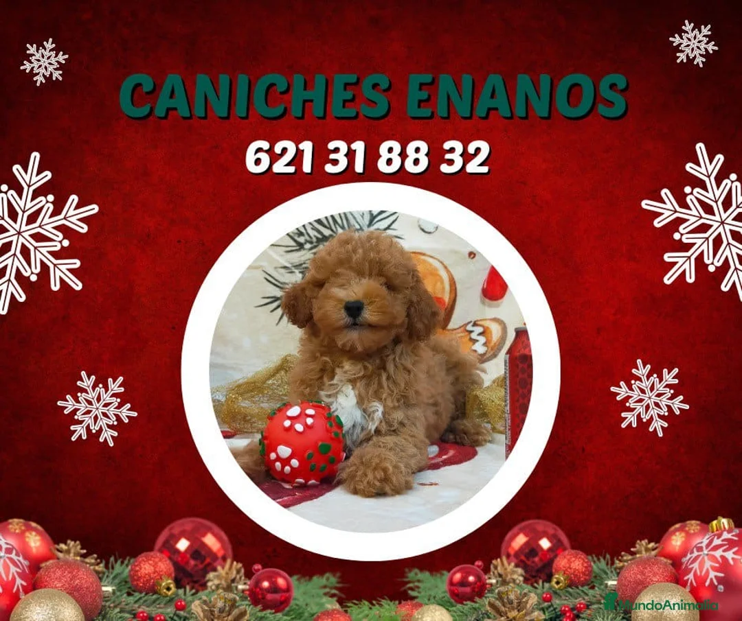 Caniche Toy perros en venta: IMPRECIONANTES  CANICHES  ROJO  TOY  - Anuncio 17