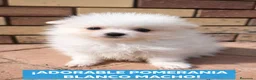 Pomerania perros en venta: Pomerania Toy blanco macho - Anuncio 1