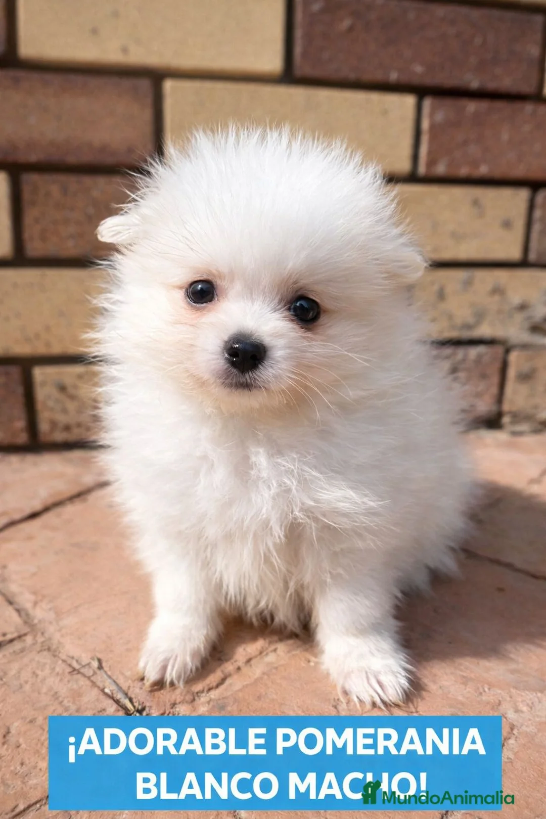 Pomerania perros en venta: Pomerania Toy blanco macho - Anuncio 1