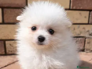 Pomerania perros Pomerania Toy blanco macho - Anuncio 2