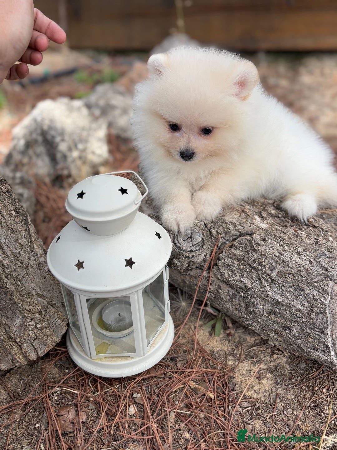 Pomerania perros en venta: Pomerania fotos actuales macho disponible !! - Imagen 4