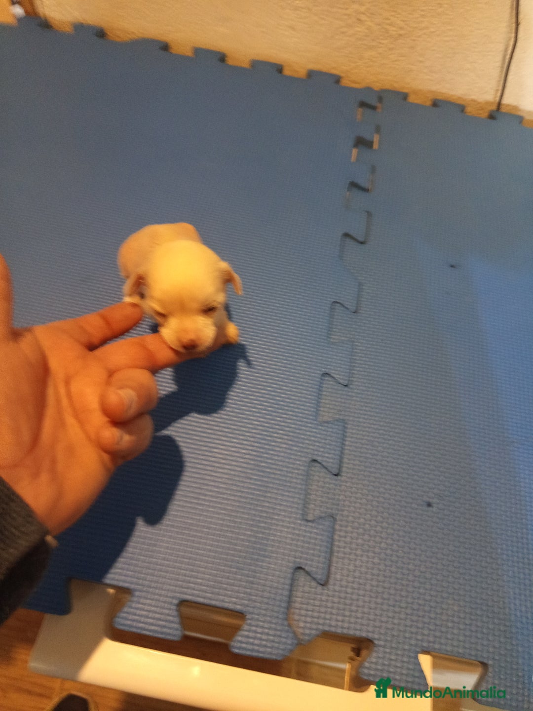 Perro Crestado Chino perros en venta:  Crestado chino mini  hairless y powder puff  - Anuncio 1