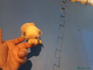 Perro Crestado Chino perros Crestado chino mini hairless y powder puff - Anuncio 1