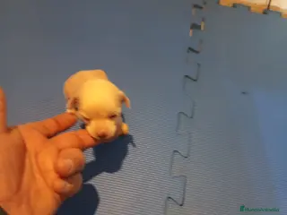 Perro Crestado Chino perros Crestado chino mini hairless y powder puff - Anuncio 23