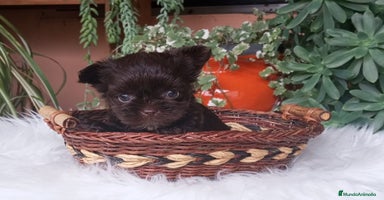Yorkshire Terrier perros - Anuncio 2