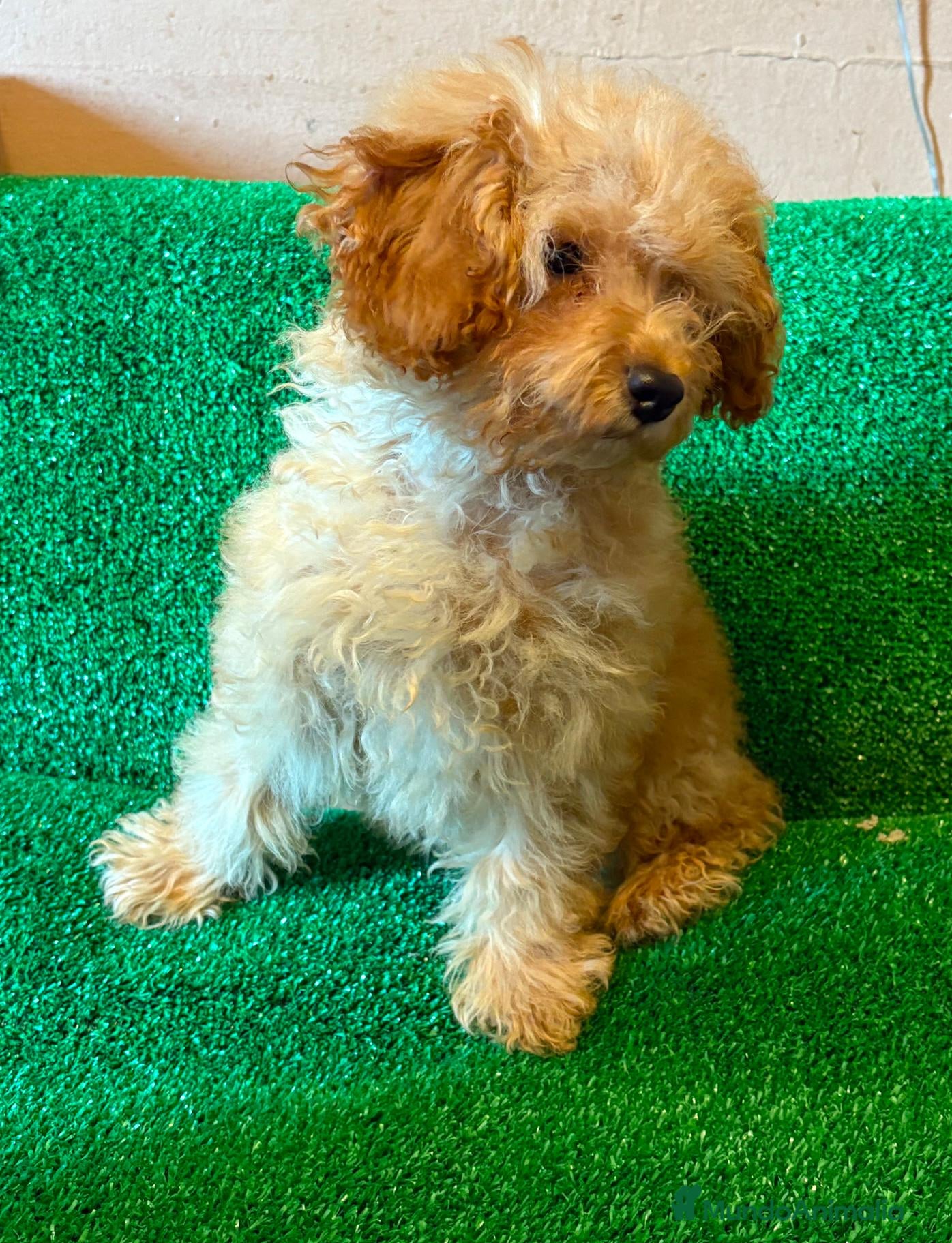 Caniche Toy perros Caniche toy!!! Hembra apricot intenso - Anuncio 3