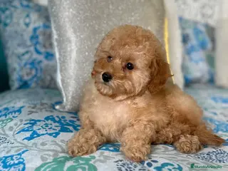 Caniche Toy perros Caniche Toy Apricot hembra disponible - Anuncio 1