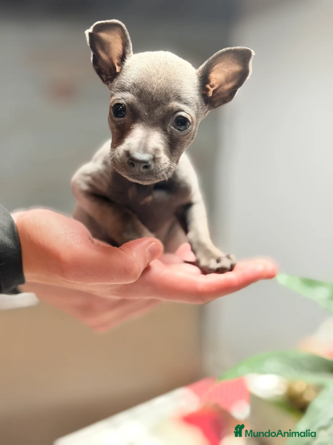 Pequeño Lebrel Italiano perros en venta: Piccolo italiano Blue - Anuncio 2