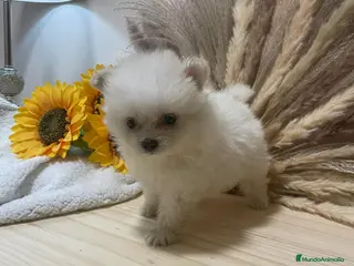 Pomerania perros pomerania - Anuncio 1