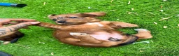 Raza Mixta perros en venta: Jackapoo raza pequeña 🐣 - Anuncio 10