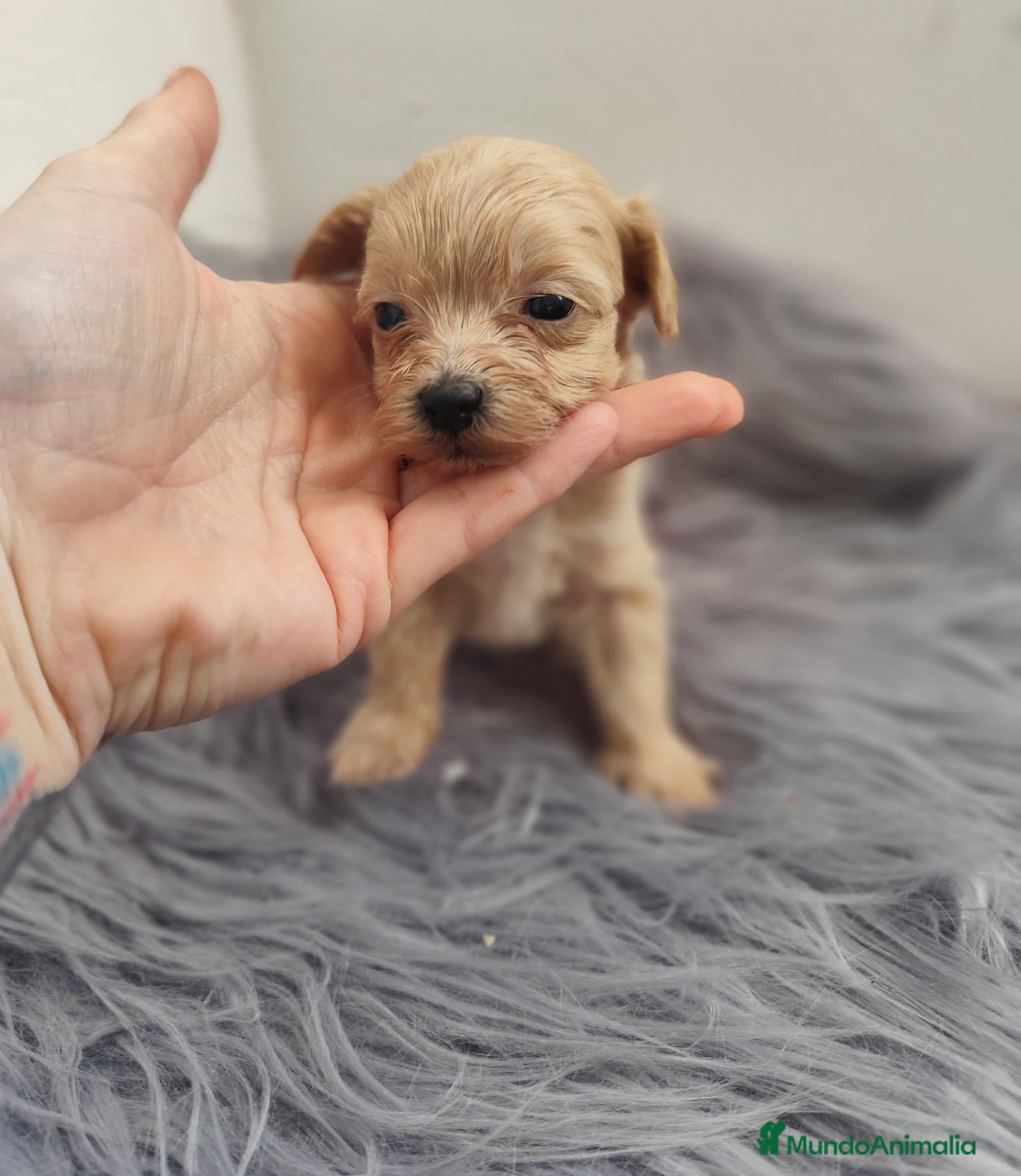 Maltipoo perros Maltipoo  - Anuncio 6