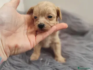 Maltipoo perros Maltipoo - Anuncio 6