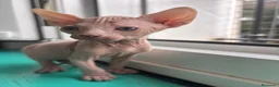 Sphynx gatos en venta: 😍🐾Nueva camada🐾😍 - Anuncio 3