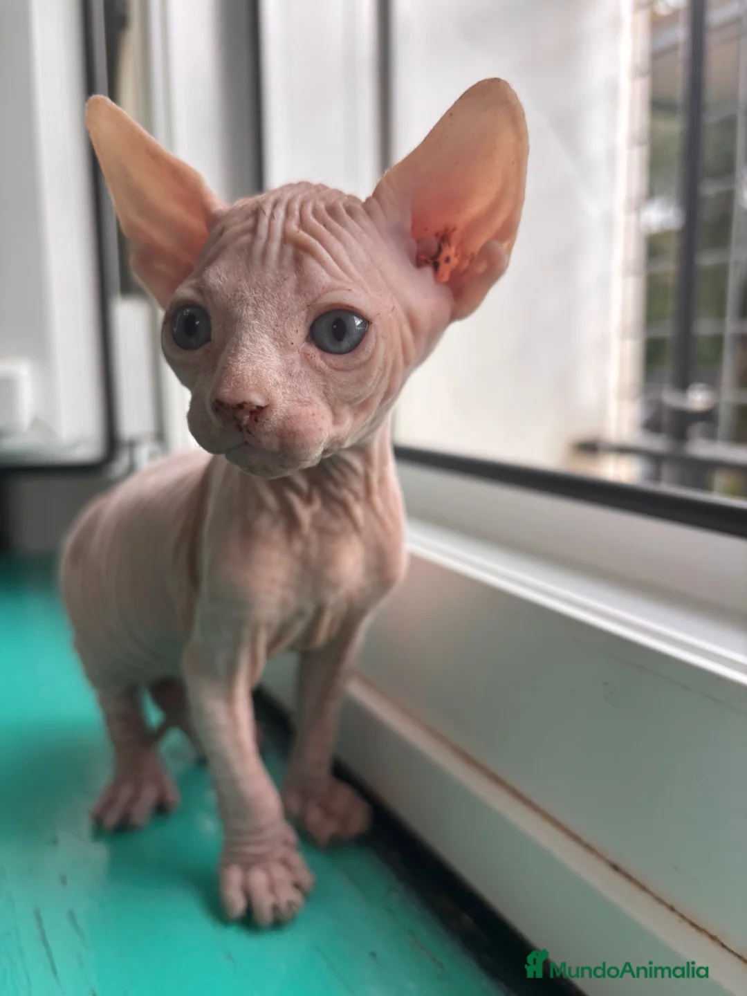Sphynx gatos en venta: 😍🐾Nueva camada🐾😍 - Anuncio 3