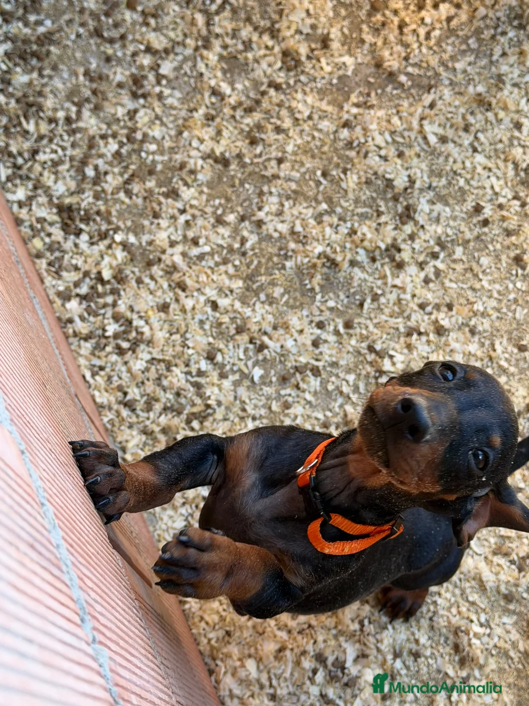 Teckel Miniatura perros en venta: Teckel mini  - Anuncio 2