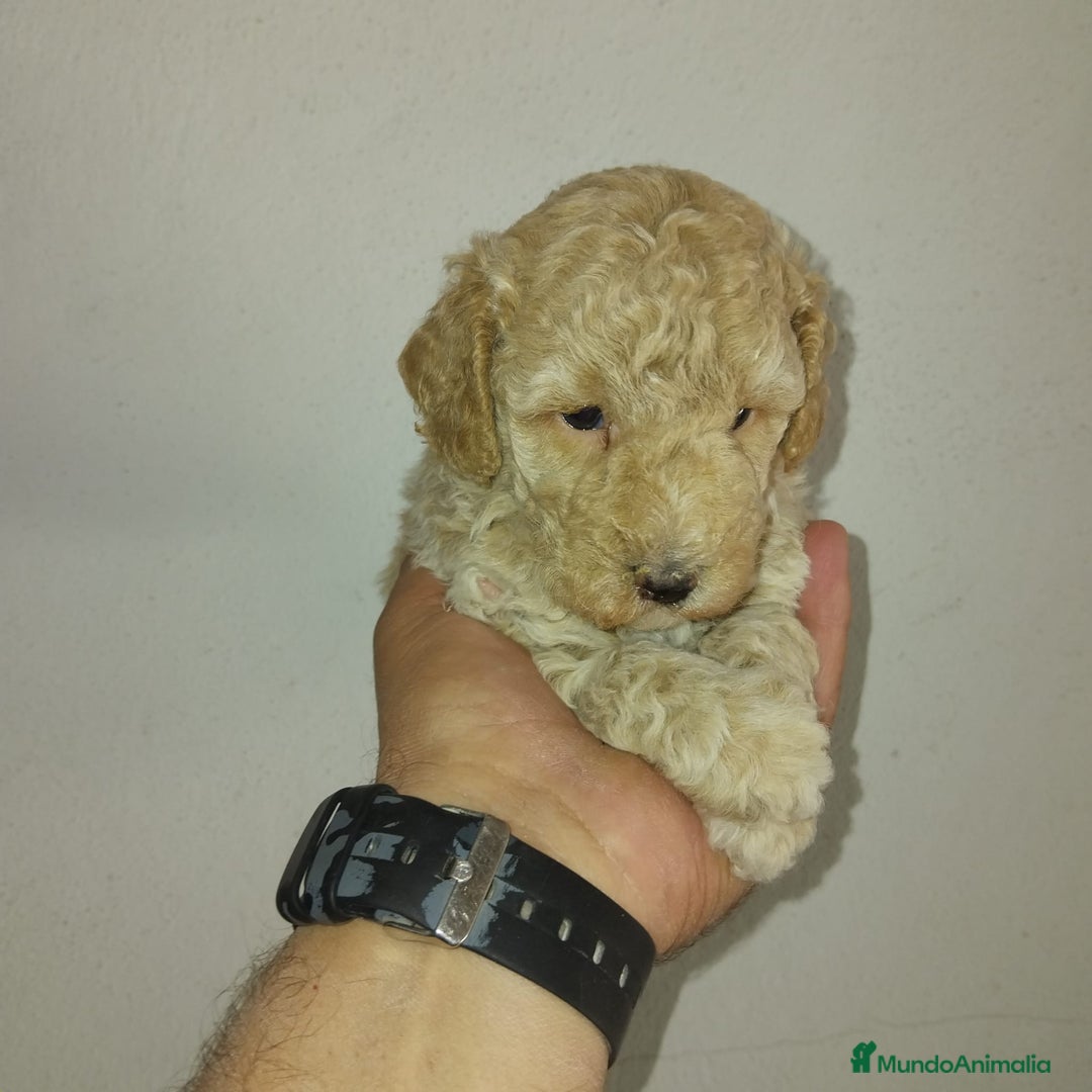 Caniche Toy perros en venta: Caniches toys apricot  - Imagen 5