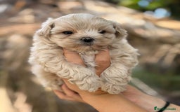 Maltipoo perros en venta: Maltipoo toy - Anuncio 5
