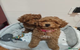 Caniche Toy perros en venta: Hembras cabiche toy - Imagen 3