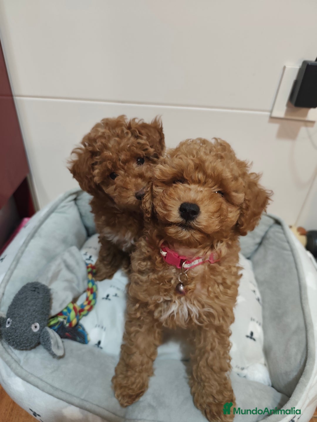 Caniche Toy perros en venta: Hembras cabiche toy - Imagen 3