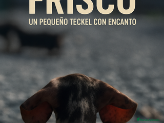 Teckel Miniatura perros - Anuncio 2