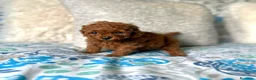 Caniche Toy perros en venta: Caniche Toy hembra (líneas asiáticas ) - Anuncio 7