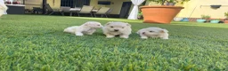 Bichón Maltés perros en venta: Bichon maltés  - Anuncio 3