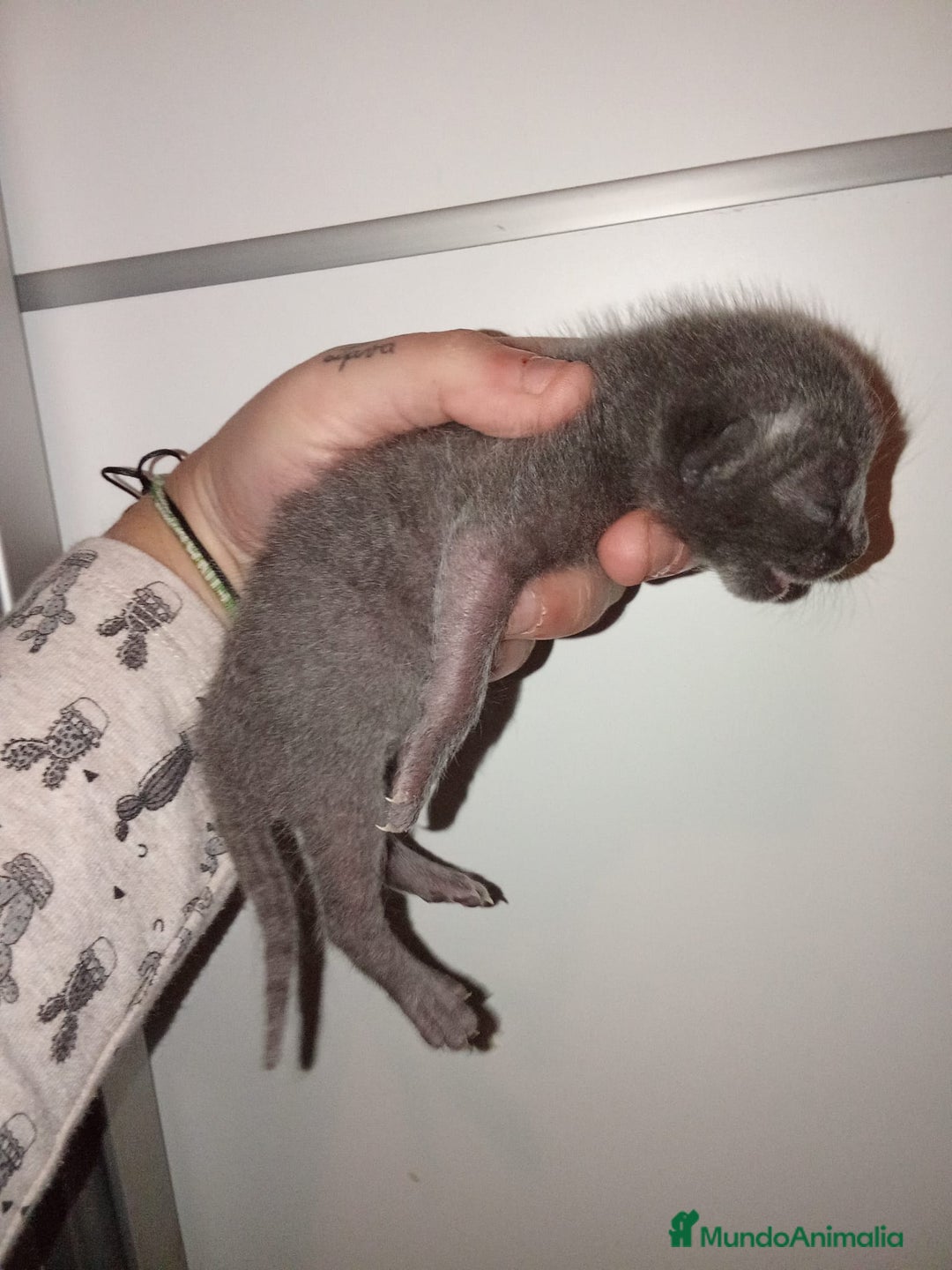 Azul Ruso gatos en venta: Azul ruso  - Anuncio 5