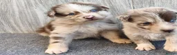 Raza Mixta perros en venta: BORDERPOM (BORDER COLLIE + POMERANIA) MACHOS - Anuncio 11