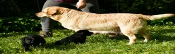 Labrador Retriever perros en venta: Cachorros de Labrador Retriever Negros - Anuncio 22