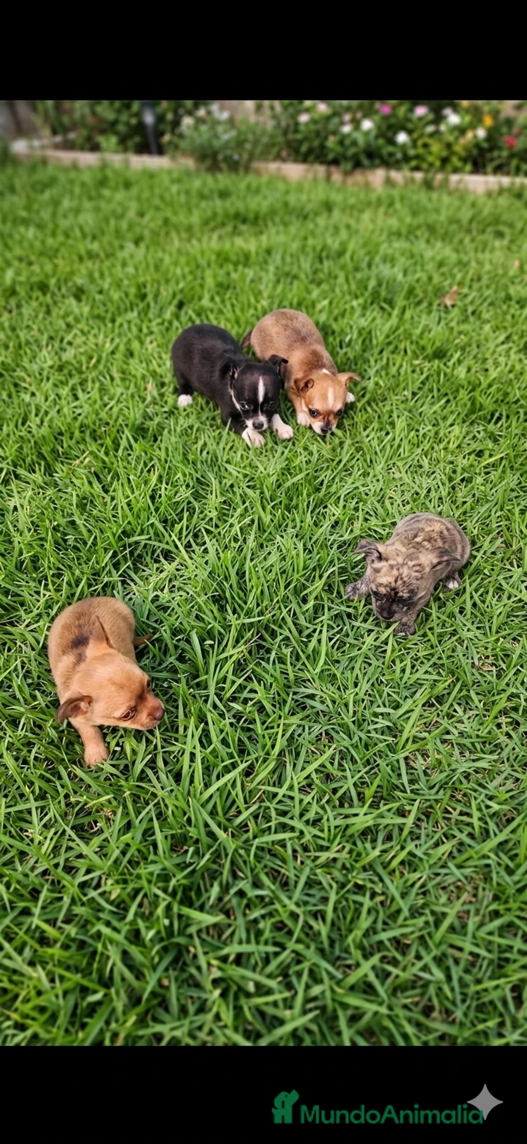 Chihuahua perros en venta: Chihuahua mini  - Anuncio 2