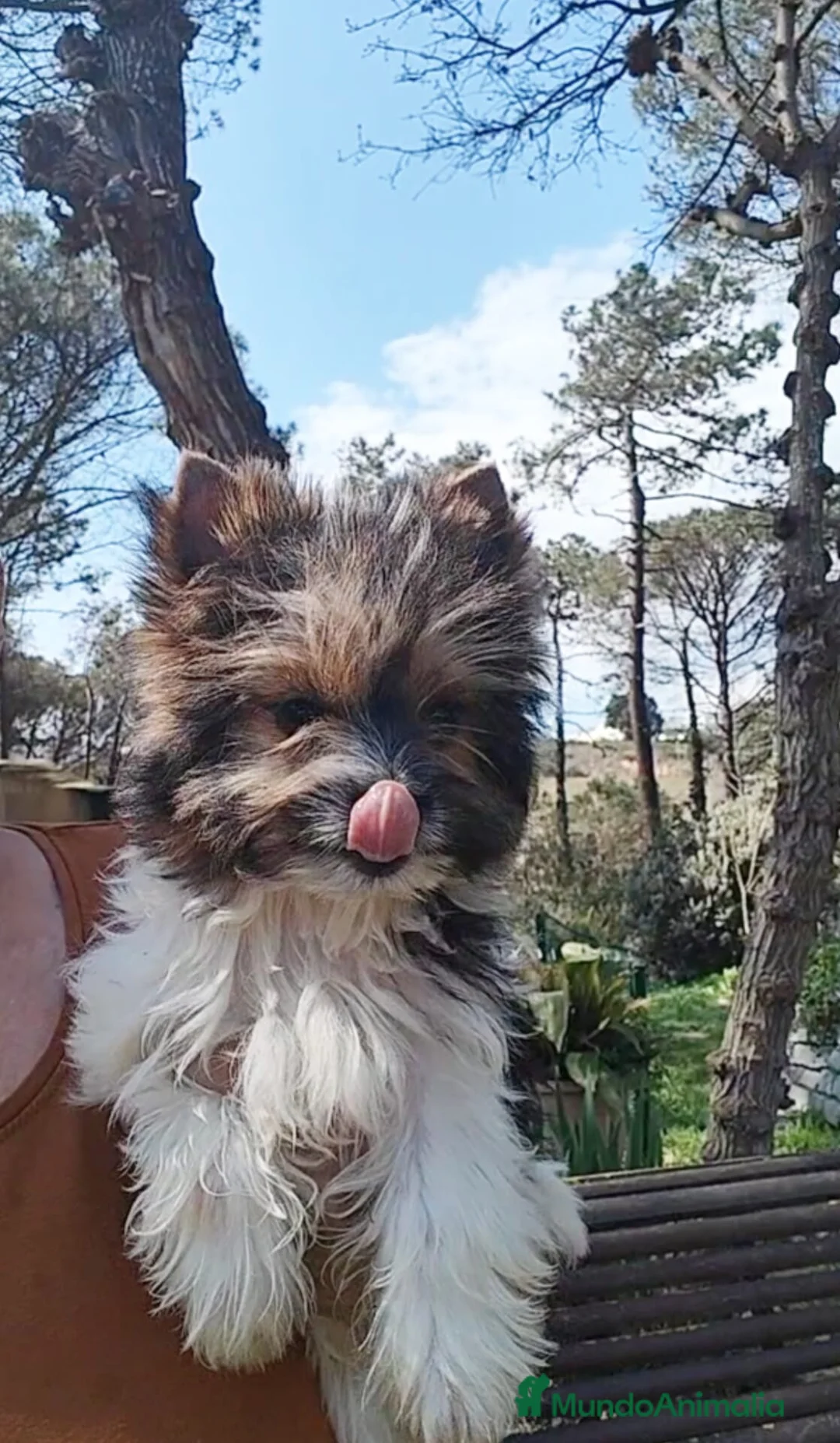 Biewer Yorkshire Terrier a la Pom Pon perros en venta: Cachorritos raza Biewer terrier  en Granada - Anuncio 2