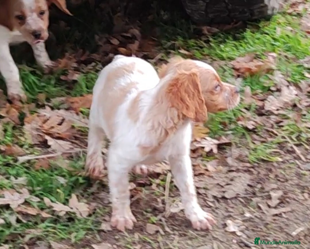 Épagneul Breton perros en venta: CACHORRAS EPAGNEUL BRETON  - Anuncio 6