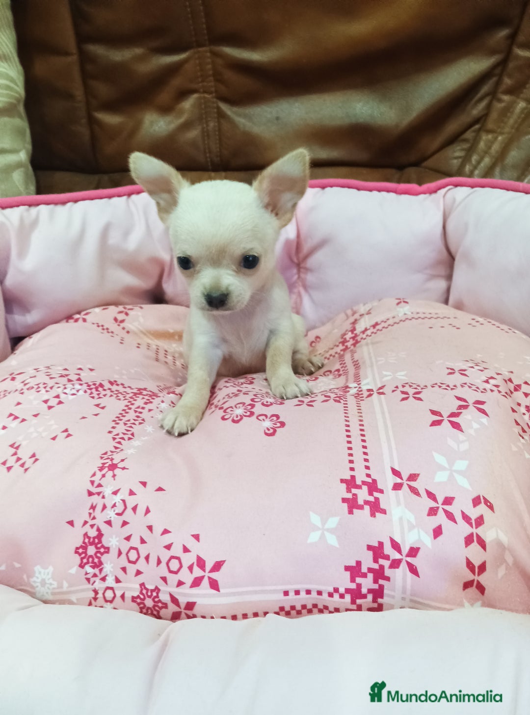 Chihuahua perros en venta: Chihuahua toy - Imagen 2
