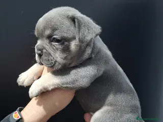 Bulldog Francés perros Cachorros de Bulldog frances - Anuncio 2