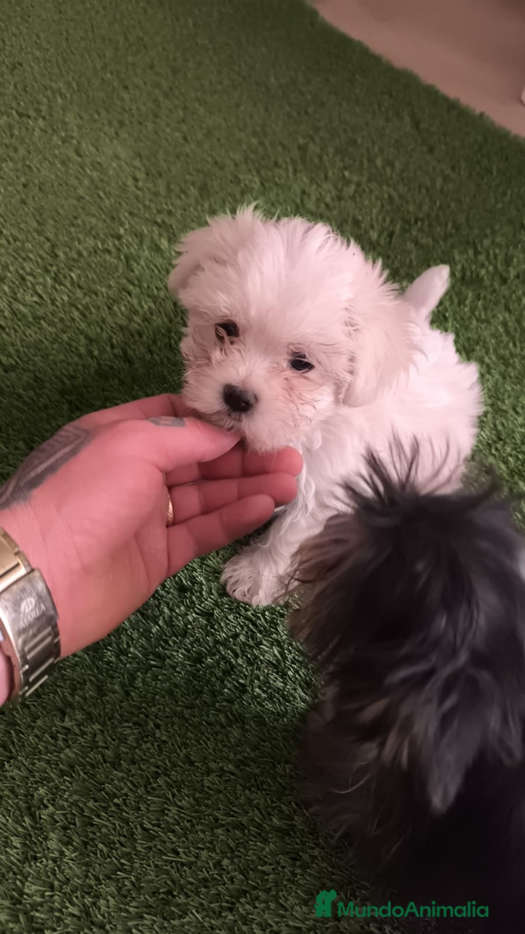 Bichón Maltés perros en venta: OPORTUNIDAD DE VERANO  - Imagen 2
